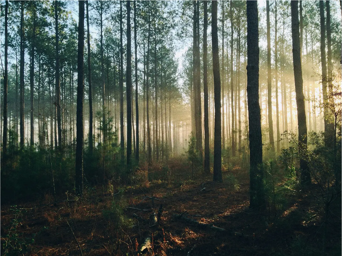 Hiking trail